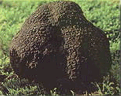 Another truffle.  Image from: http://www.french-truffle.com/