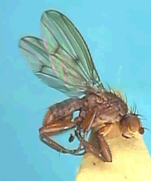 A truffle fly - image from: http://www.hadleyweb.pwp.blueyonder.co.uk/Heleomyzidae/Suillia/pallida/suillia_pallida.htm