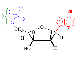 Adenosine