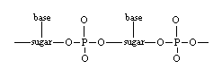 polynucleotide