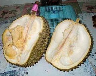 The fleshy part of the durian