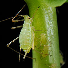 aphids