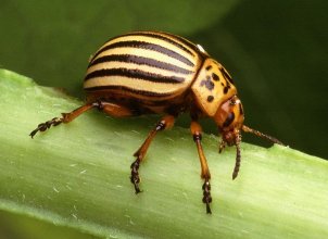 colorado potato beetle