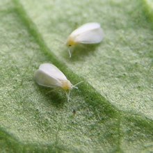 Whiteflies