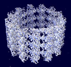 microtubule