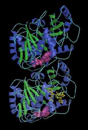 Tubulin