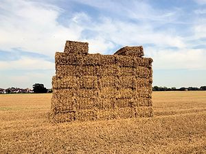 Waste straw, or source of biofuel?