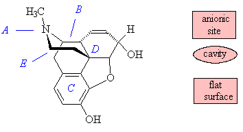 Active sites in Etorphine