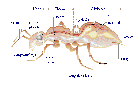 Inside an ant