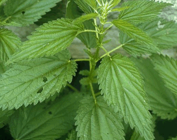 Stinging nettles