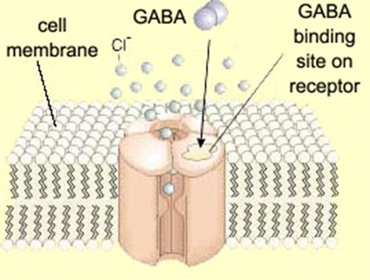 Action of GABA