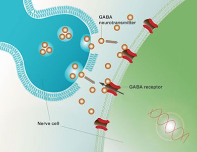 GABA receptor