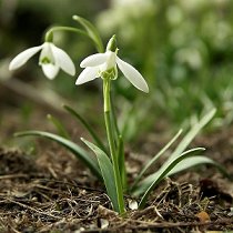 snowdrop