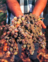 Rotten grapes infected with the Botyris fungus