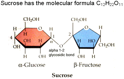 Sucrose - a disaccharide