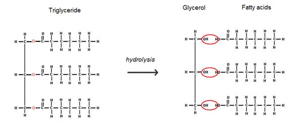 Triglycerides