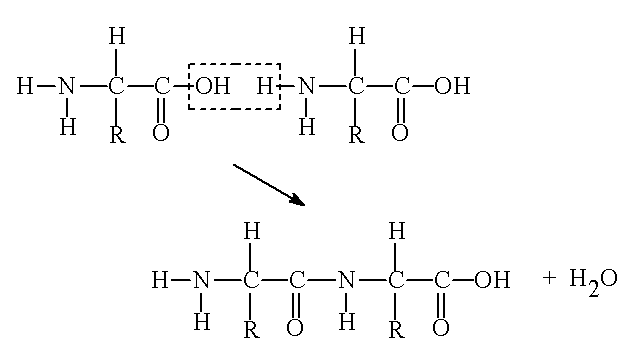 Peptide link