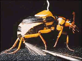 Bombadier beetle, pic reproduced by kind permission of Prof Thomas Eisner, and the National Academy of Sciences