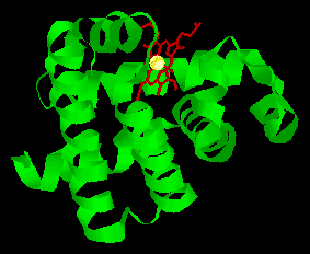 myoglobin