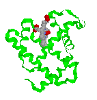 Myoglobin - click for 3D structure