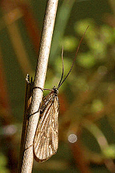 caddis fly