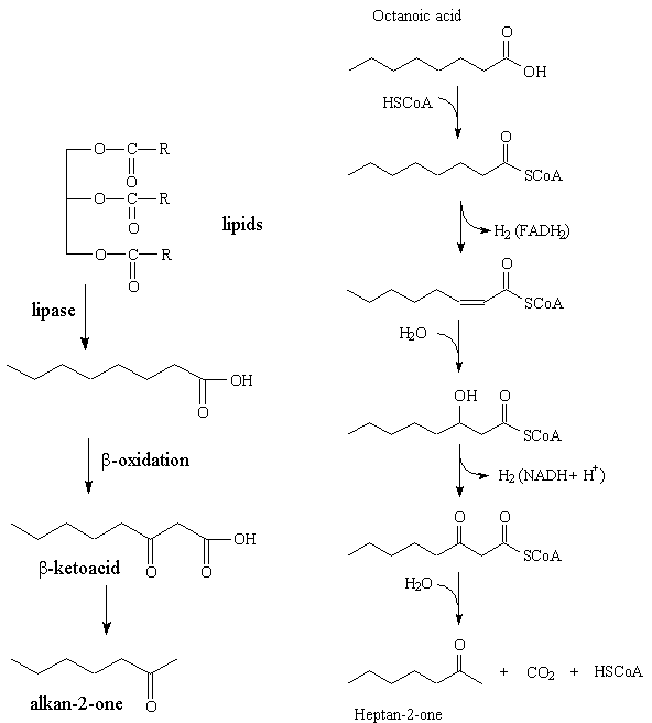 Reaction scheme