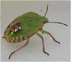 Southern green stink bug