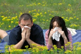 Hayfever sufferers release lots of histamines