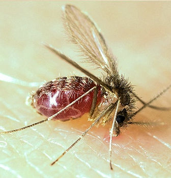 Lutzomyia longipalpis sandfly