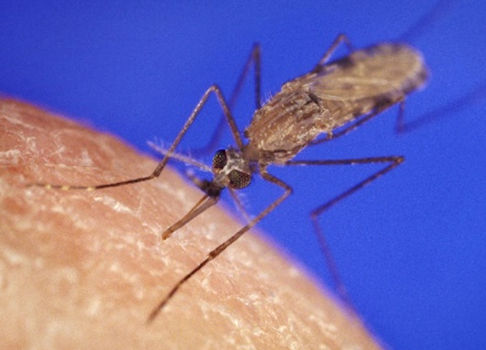 Anopheles gambiae mosquito