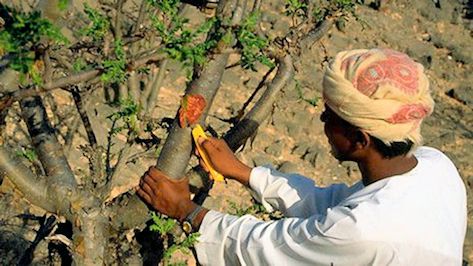 Harvesting frankinsence - from: http://ichef-1.bbci.co.uk/news/1024/media/images/57436000/jpg/_57436480_b8021051-boswellia_-spl.jpg