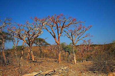 Boswellia papyrifera tree - from: https://s-media-cache-ak0.pinimg.com/736x/2a/7e/ba/2a7eba3678b071491965945ea89d527e.jpg