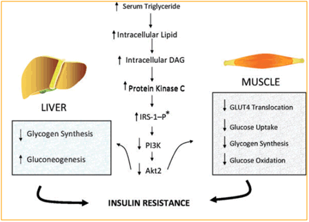 The effects in muscle and liver build up because of insulin resistance in diabetes 2, thus leading to obesity
