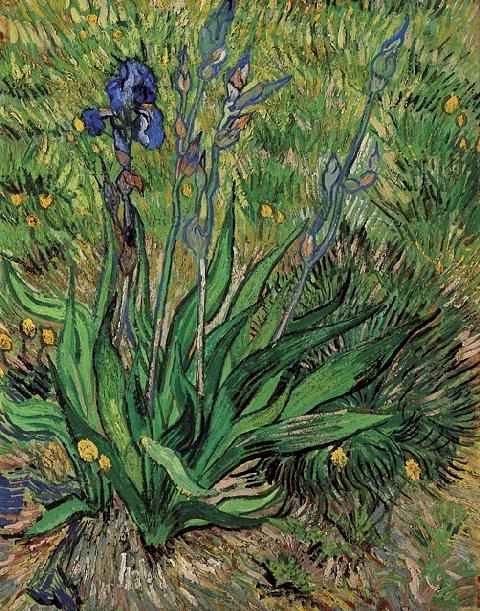 The Iris, Vincent Van Gogh