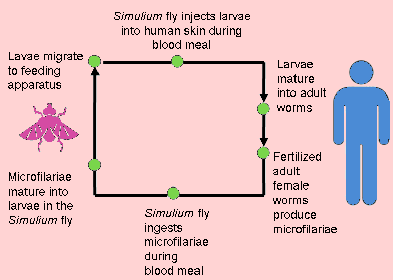 Lifecycle of Onchocerciasis volvulus