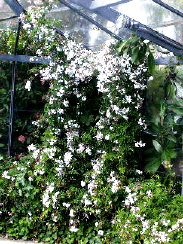 jasmine