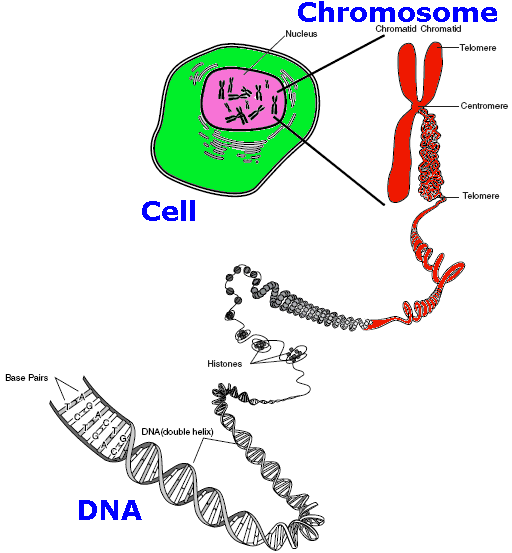 Chromosome