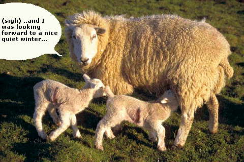 Lambs