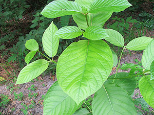 Mitragyna speciosa Mitragyna speciosa