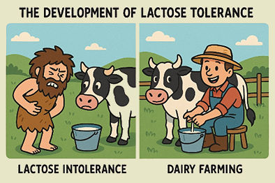 The development of lactose tolerance