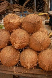 Coconuts