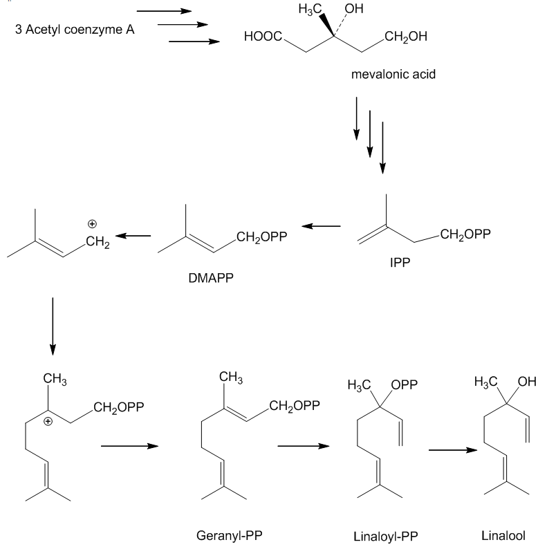 biosynthesis of linalool