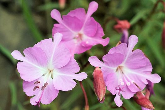 Clarkia breweri - http://commons.wikimedia.org/wiki/File:Clarkia_breweri.jpghttp://commons.wikimedia.org/wiki/File:Clarkia_breweri.jpg