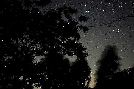 Fireflies in a tree