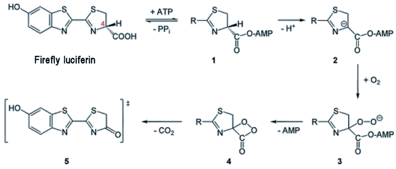 Mechanism for firefly luciferin reaction
