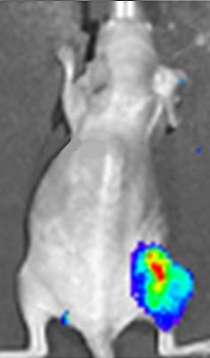 Luciferase expression in a mouse tumour shown in a bioluminescent image