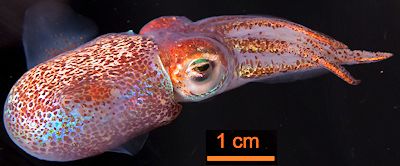 Adult Hawaiian bobtail squid