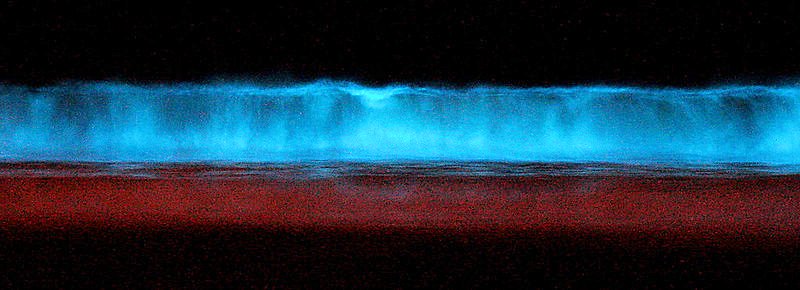 Bioluminescent dinoflagellates lighting a breaking wave at midnight