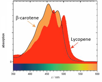Light absorption spectra for lycopene and beta-carotene