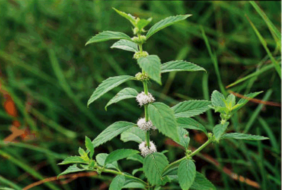 A mint plant - Mentha arvensis